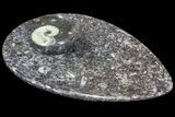 Lot:  Tear Drop Shape Fossil Stoneware - Pieces #77693-1